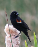 K3E1451-Red-winged Blackbird-male.jpg
