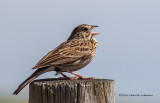 K313109-Vesper Sparrow.jpg