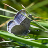 K312317-Silvery Blue.jpg