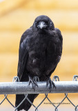 K3E2338-American Crow-juvenile.jpg