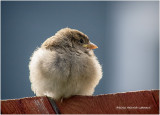 K3E2488-House Sparrow-female-juvenile.jpg