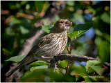K3E2855-House Finch-female.jpg