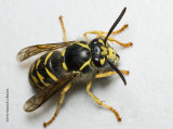 K314523-Sandhills Hornet.jpg