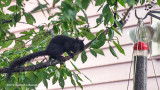 K3E3236-Black Squirrel.jpg