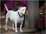 K3E3262-Zorro.jpg