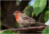 K3E3292-House Finch-male.jpg