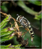 K314611-Flower Fly.jpg