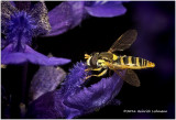 K314641-American Hover Fly.jpg
