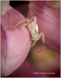 K314580-Crab Spider.jpg