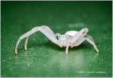 K314595-Crab Spider.jpg