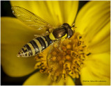 K314773-American Hover Fly.jpg