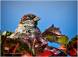 K3E3935-House Sparrow-male.jpg