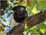 K3E4014-Black-billed Magpie.jpg