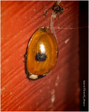 K314911-Two-spotted Lady Beetle.jpg