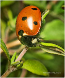 K314986-Seven-spotted Lady Beetle.jpg