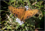 K_S0071-Gulf Fritillary.jpg