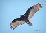 KS21741-Turkey Vulture.jpg