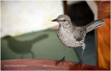 KS21506-Bahama Mockingbird.jpg