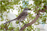 KS21536-Bahama Mockingbird.jpg