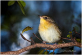 KS21539-Common Yellowthroat.jpg