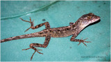 KS21673-gecko .jpg