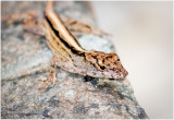KS22223-gecko .jpg