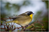 KS23397-Common Yellowthroat-male.jpg