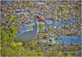 K_S0142-White Ibis.jpg