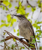 KS21885-Bahama Mockingbird.jpg
