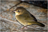 KS22128-Common Yellowthroat.jpg