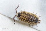 K314992-sowbug.jpg