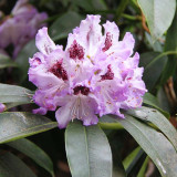 Rhododendron