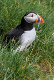 Puffin-3<br><h4>*Credit*</h4>