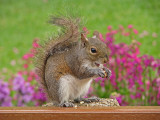 Cute Little Squirrel<br><h4>*Merit*</h4>