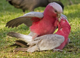  Galahs in Love<br><h4>*Credit*</h4>