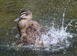  Pacific Black Duck Bathing<br><h4>*Credit*</h4>