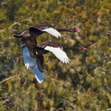  Swans Touch In Flight<br><h4>*Merit*</h4>