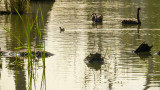  Gum Swamp