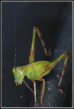  Tiny Grasshopper<br><h4>*Credit*</h4>