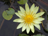  Yellow Water Lilly<br><h4>*Credit*</h4>