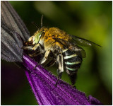   Blue Banded Bee No 2<br><h4>*Credit*</h4>