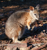 Cute Wallaby (D)