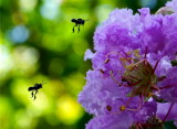  native honey bees