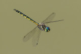 Dragonfly in Flight<br><h4>*Credit*</h4>