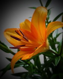 Orange Lilly<br><h4>*Credit*</h4>