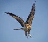 Whistling Kite<br/><h4>*Merit*</h4>