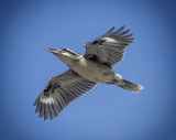 Kookaburra in Flight