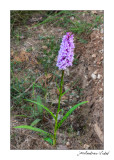 Dactylorhiza fuchsii