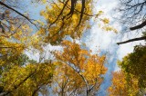 Autumn Tree Canopy 