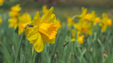 Daffodil Fields Rowe Woods  